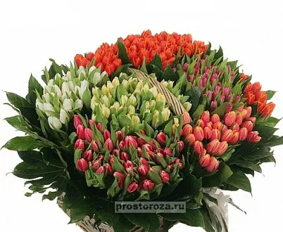 Купить Тюльпаны 301 шт в корзине (B1329) в Москве